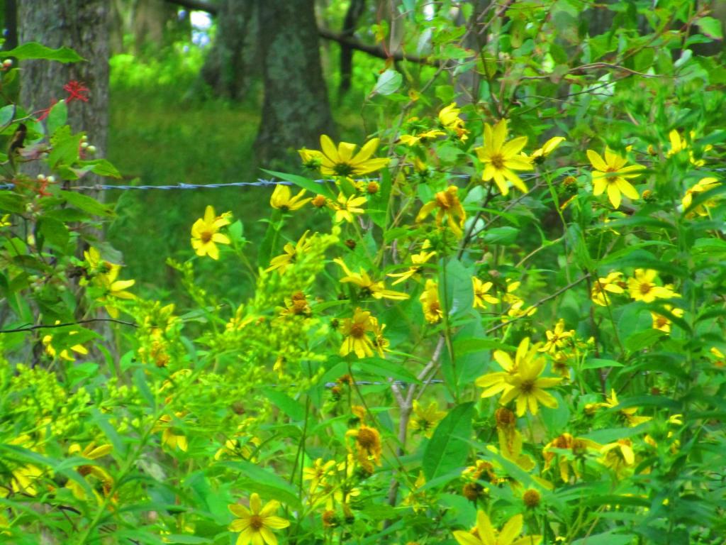 Photo: Yellow Woodland Sunflowers 🌻