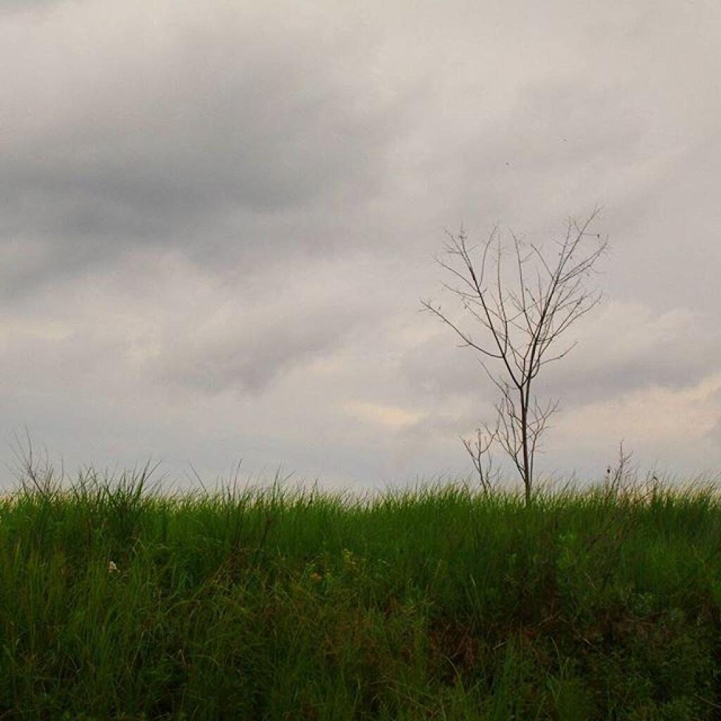 Photo: Green after Powley Place Wildfire