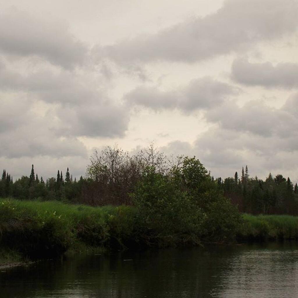 Photo: Burned area has rapidly greened Photo: Burned area has rapidly greened