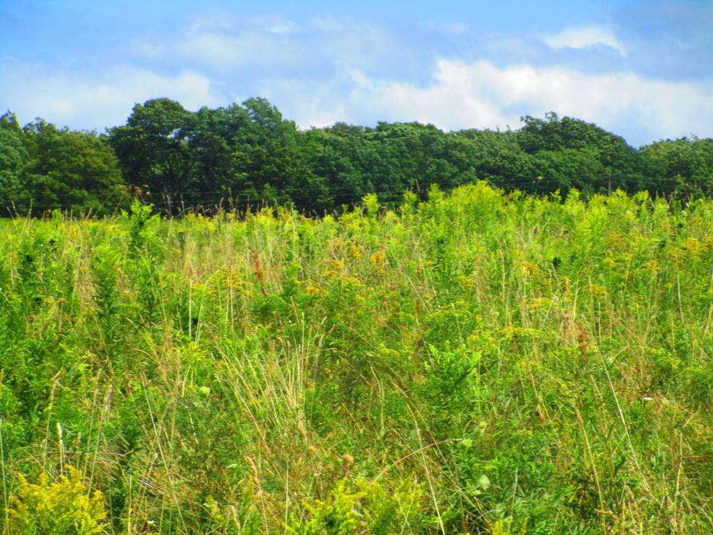 Photo: Veille Pasture
