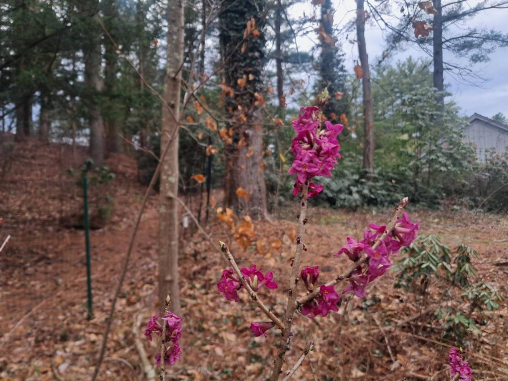 Photo: February Daphne