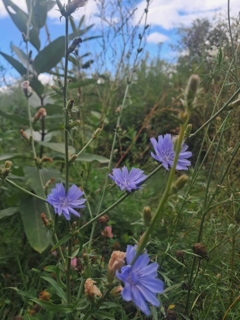 Photo: Chicory