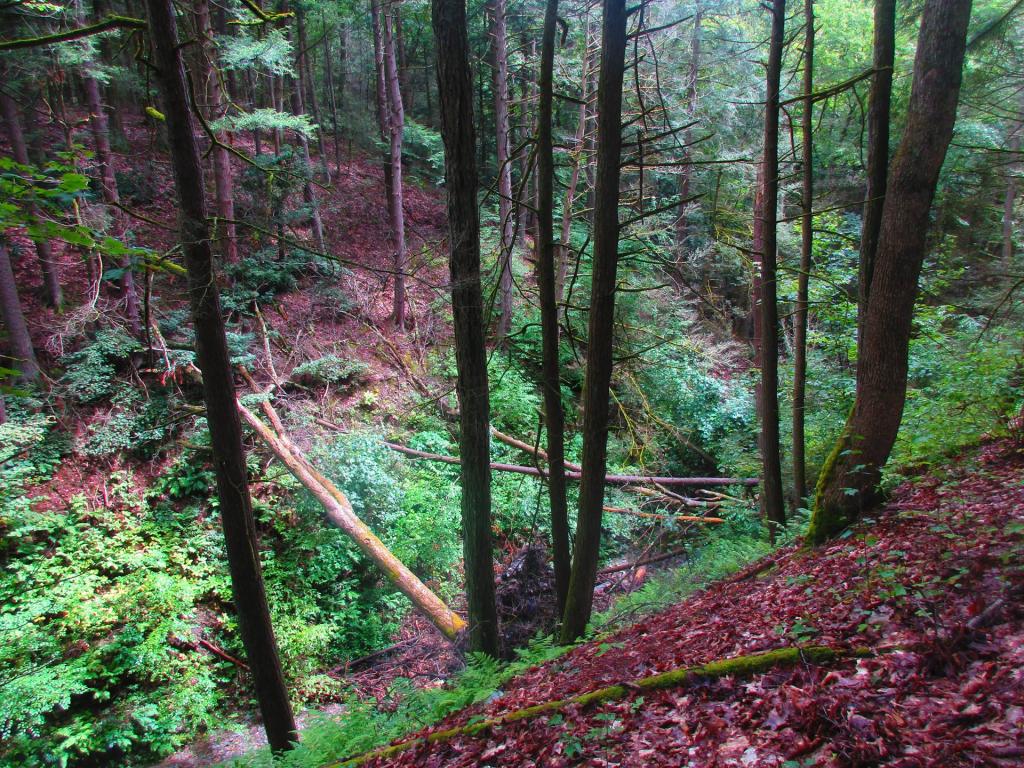 Photo: Gorge from the Ravine Trail