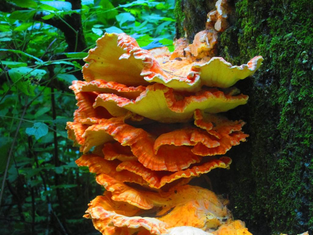 Photo: Chicken of the Woods