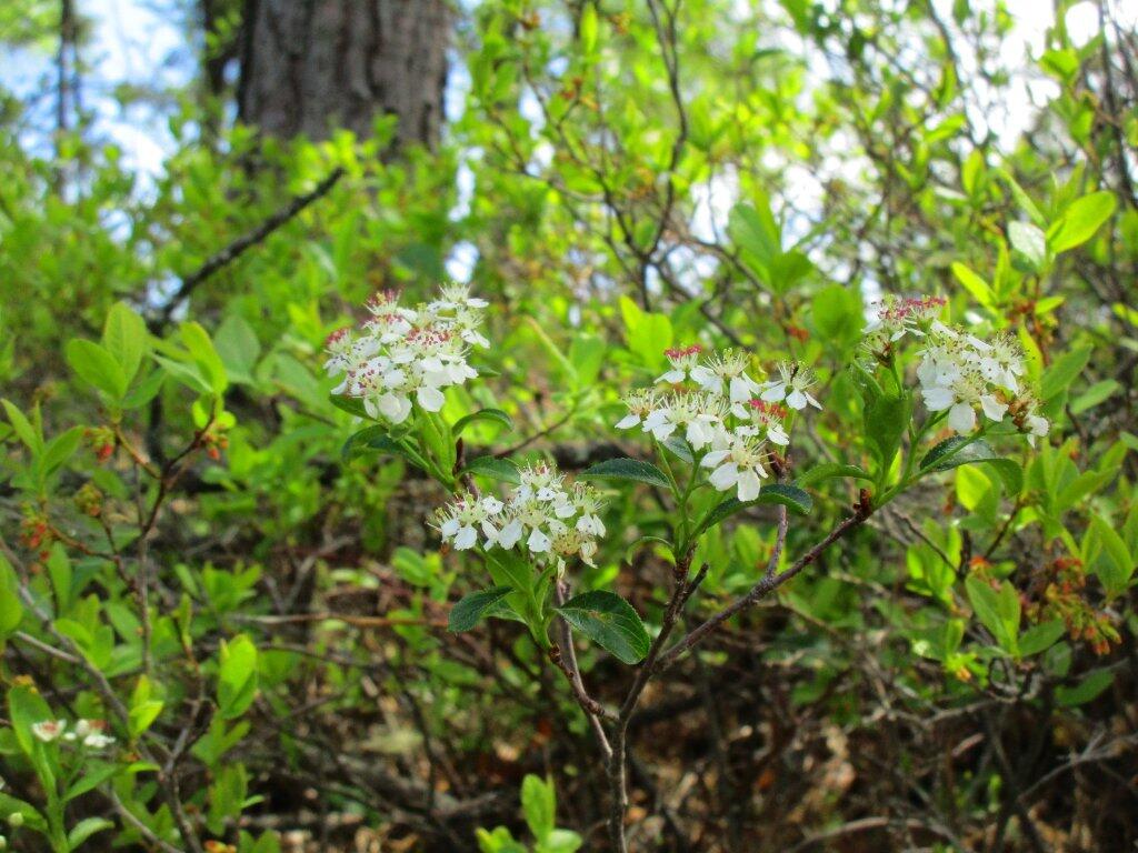 Photo: Flowers Photo: Flowers
