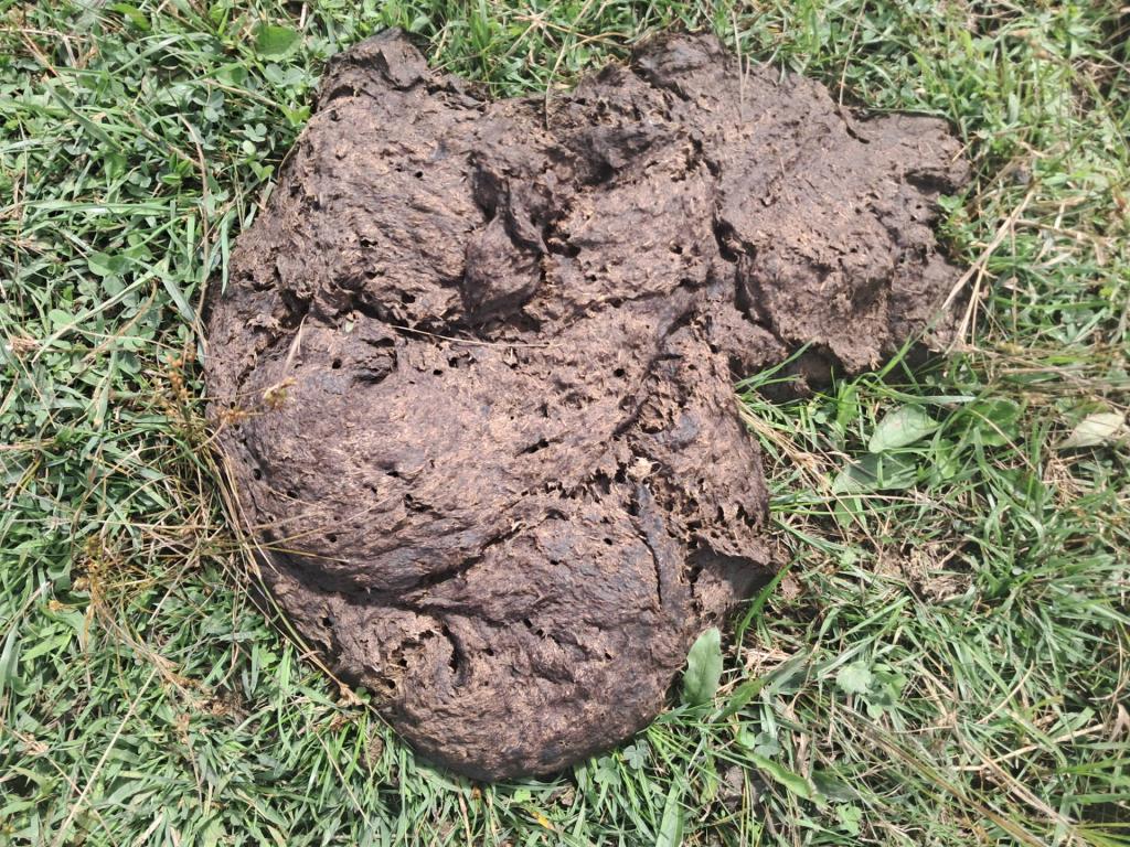 Photo: Cow Crap