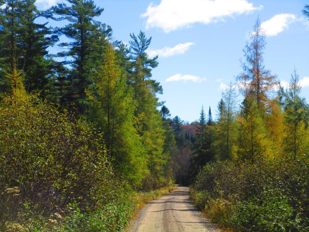 Photo: DEC Maintained Section of Horseshoe Lake Road Photo: DEC Maintained Section of Horseshoe Lake Road