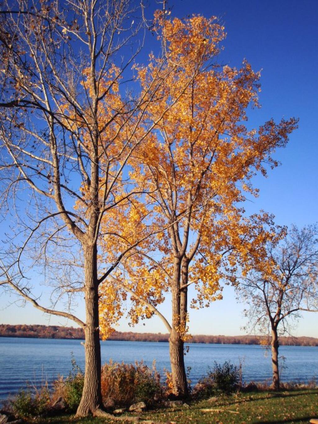 Photo: Trees Along The Lake