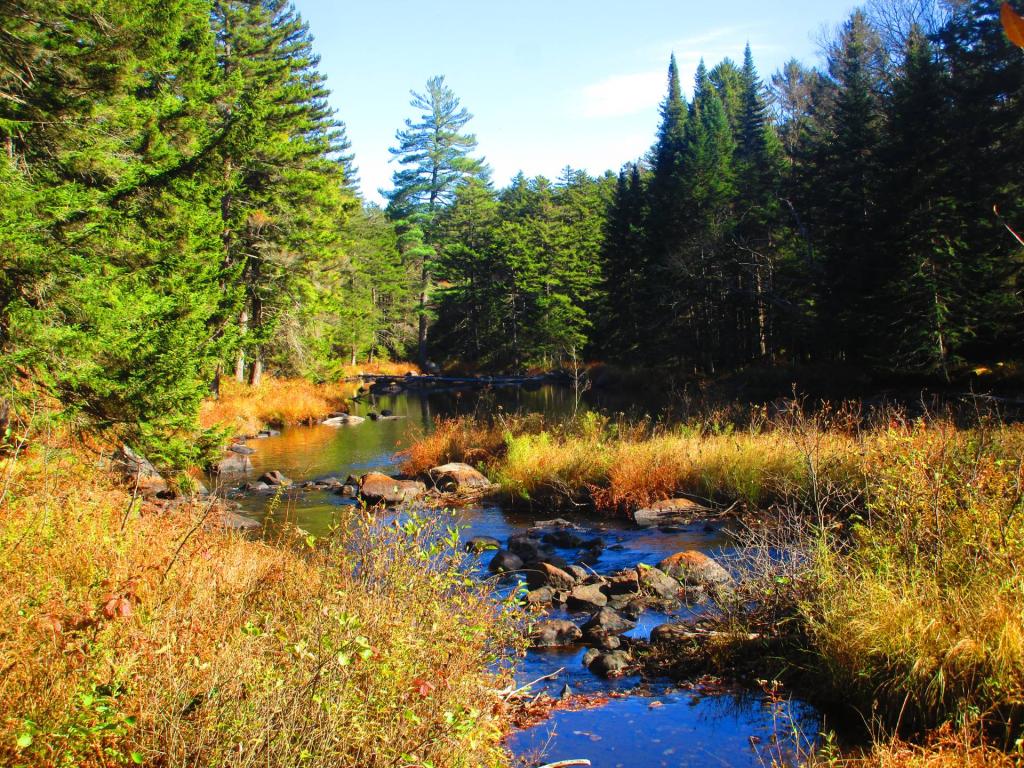 Photo: Bog River Photo: Bog River