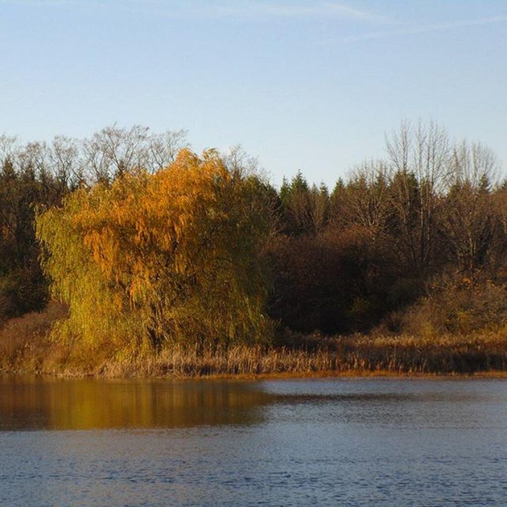 Photo: Foster Pond Photo: Foster Pond