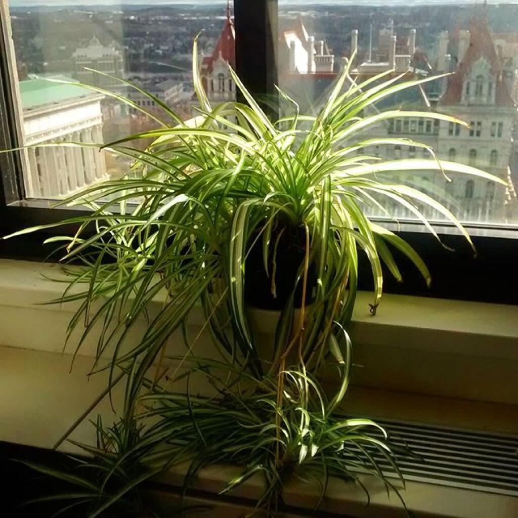 Photo: Spider Plant is back in its happy place