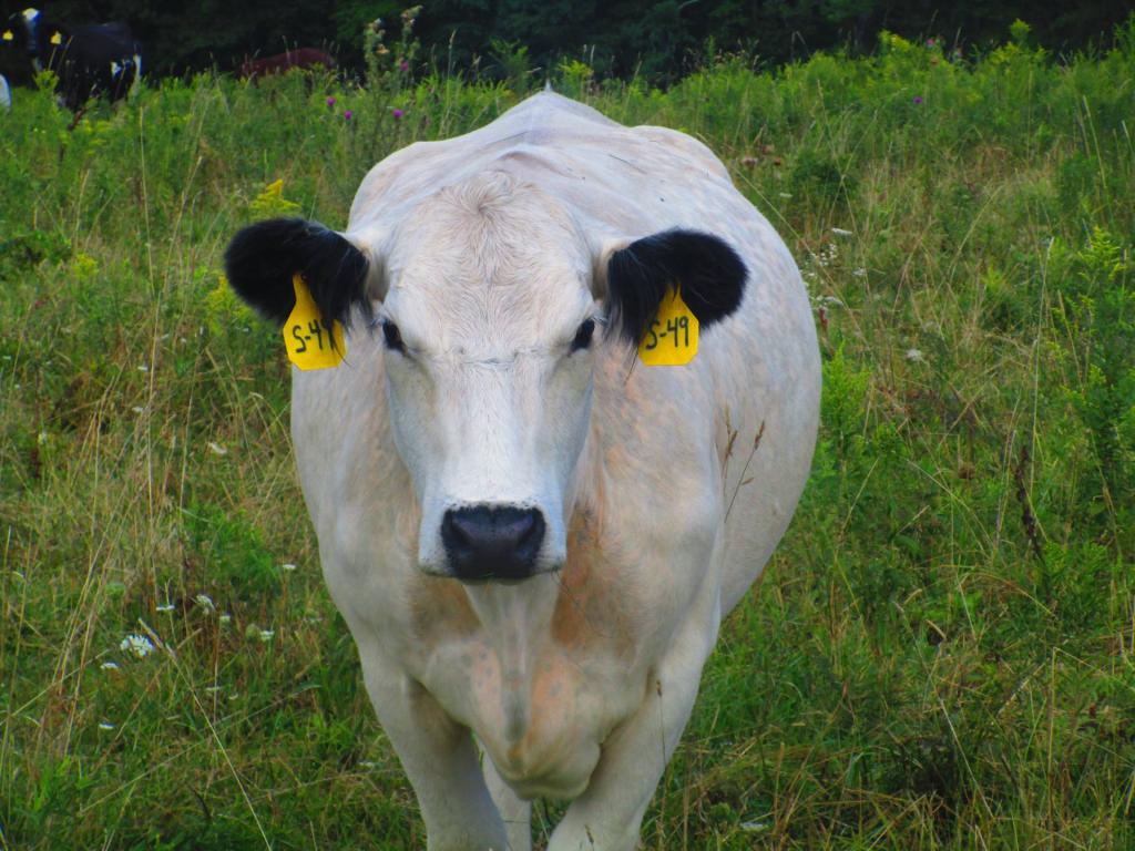 Photo: British White