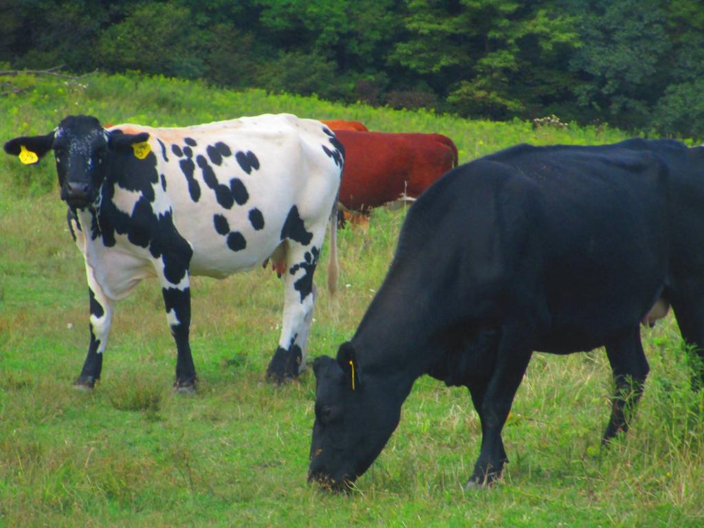 Photo: Holstein and Angus