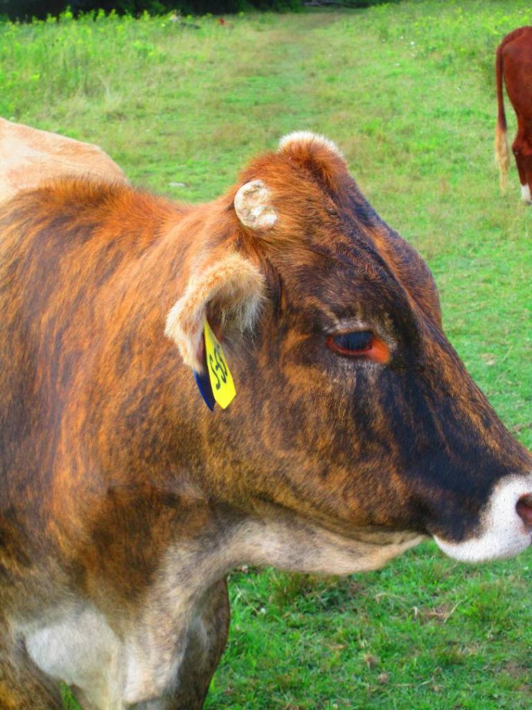 Photo: Beefmaster