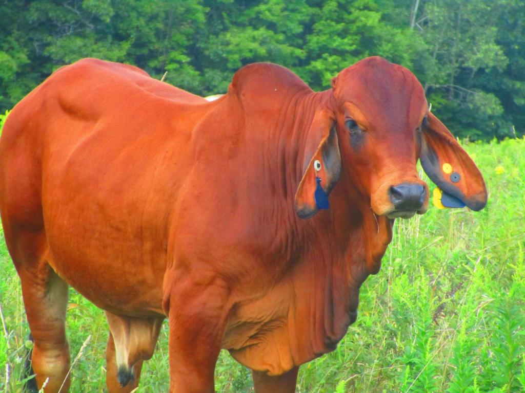 Photo: Brahman Photo: Brahman