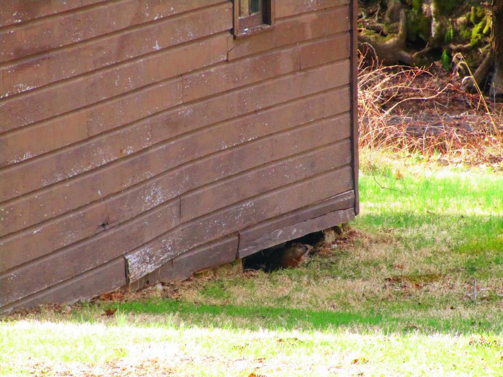 Photo: Ground Hog