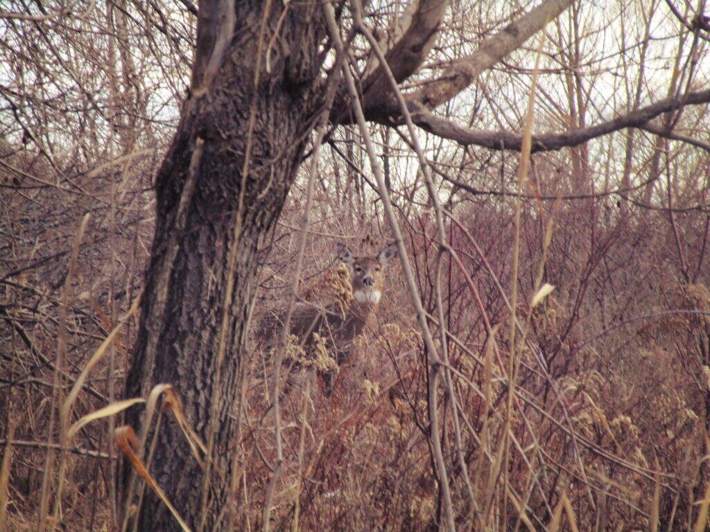 Photo: Big Doe Photo: Big Doe