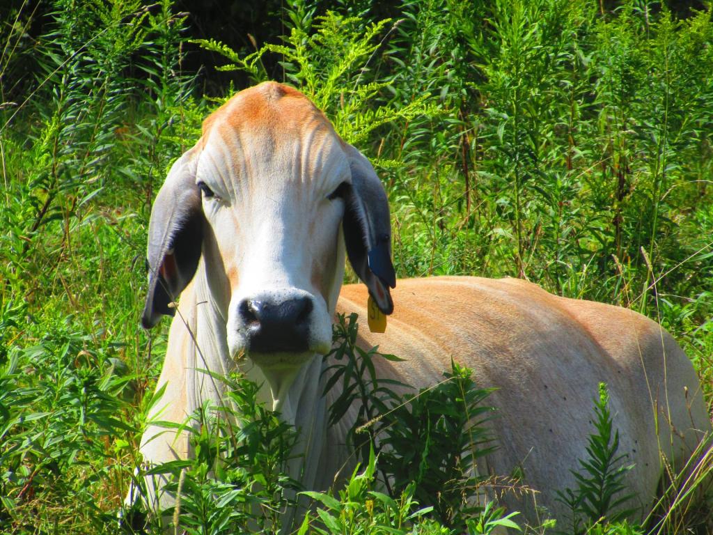 Photo: American Brahman Photo: American Brahman