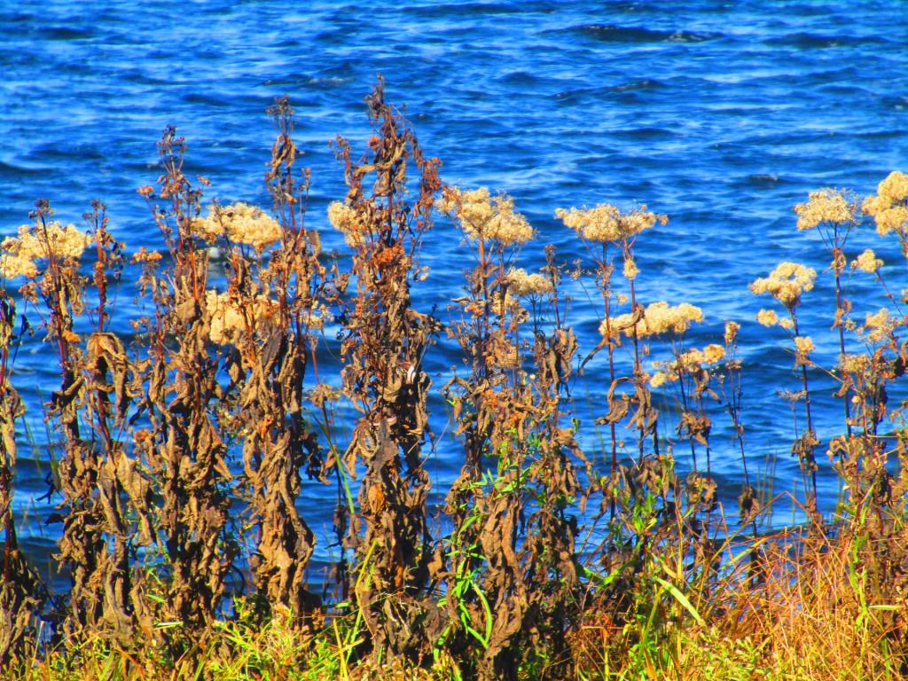 Photo: Shores of Tupper Lake