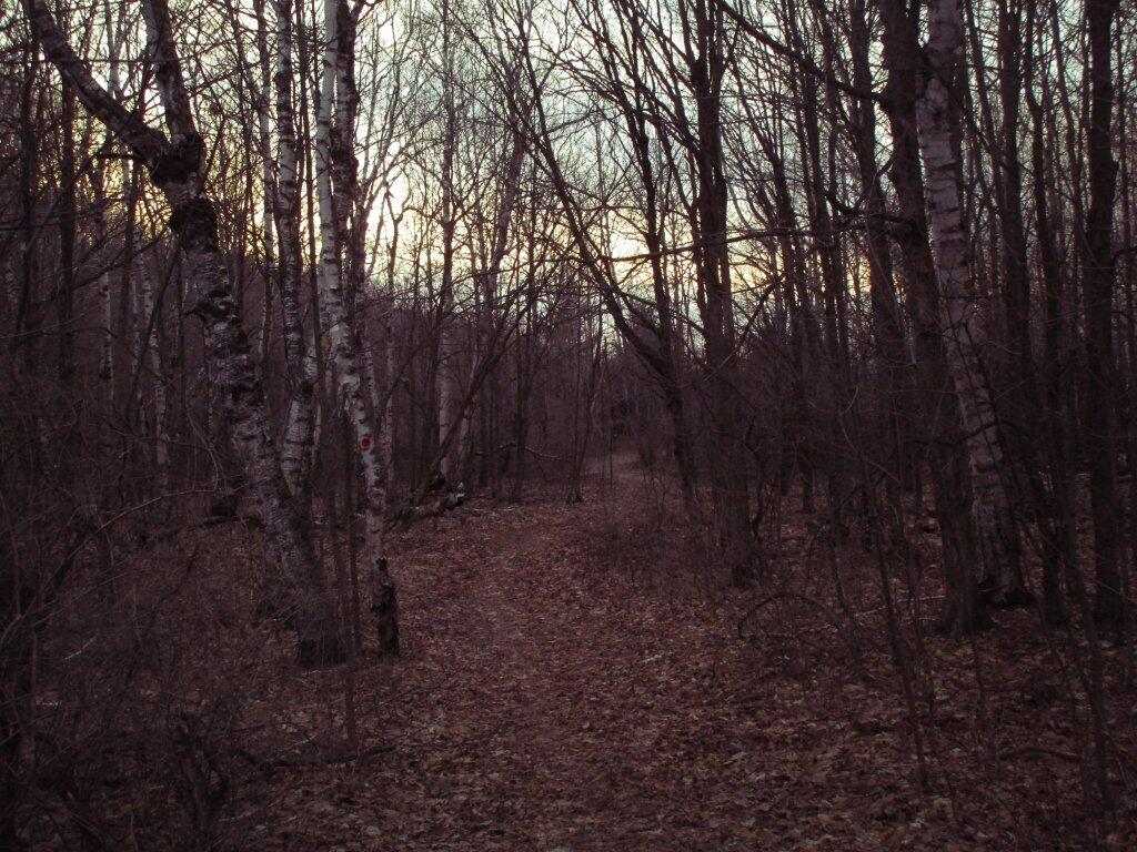 Photo: Trail At Dusk Photo: Trail At Dusk