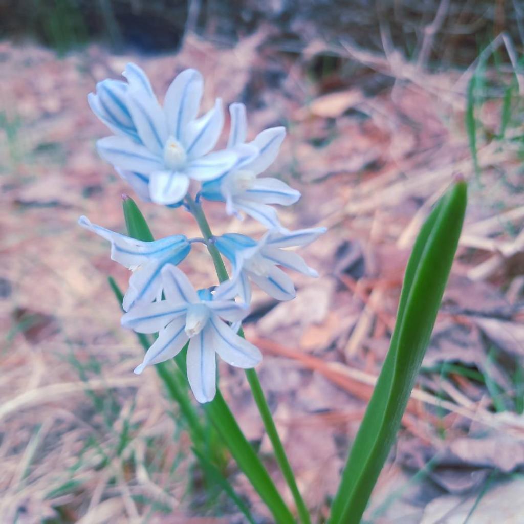 Photo: Striped Squill