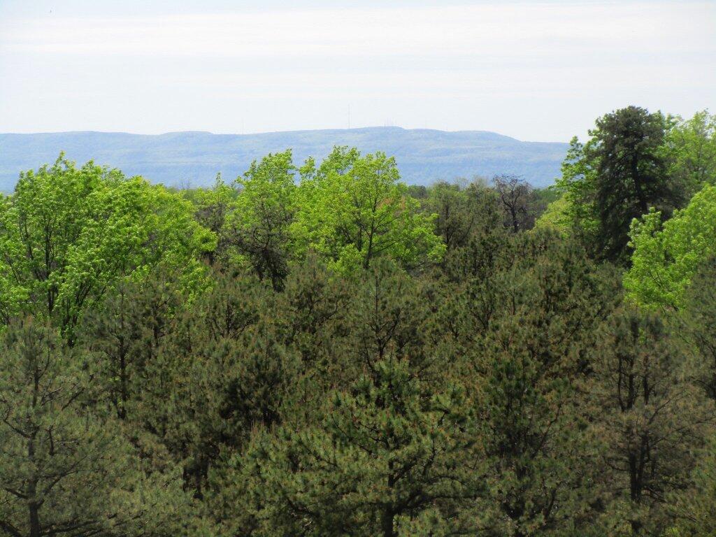 Photo: Greens Of Spring