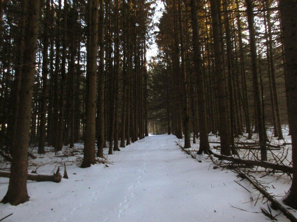 Photo: Firebreak Photo: Firebreak