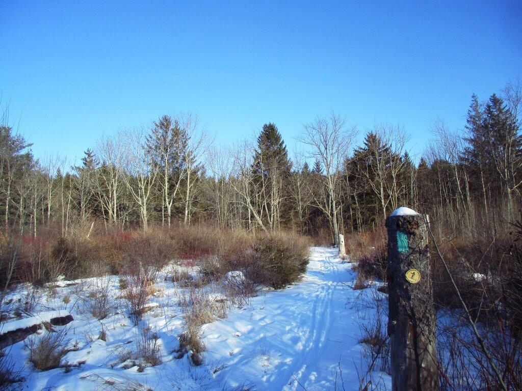 Photo: Recent Clear Cut Photo: Recent Clear Cut
