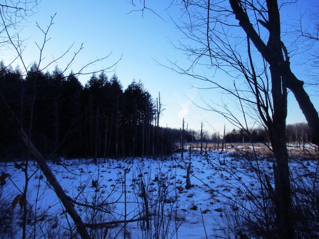 Photo: Swamp Near High Point Photo: Swamp Near High Point