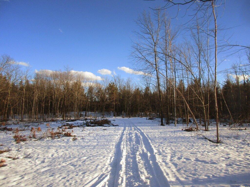 Photo: New Clear Cut Photo: New Clear Cut