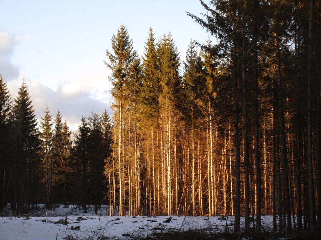 Photo: White Pine Stand