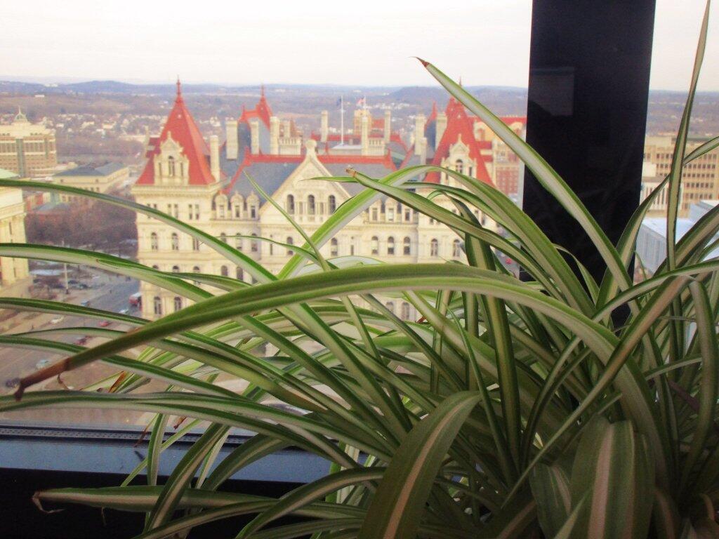 Photo: Spider Plant Looks Out Window Photo: Spider Plant Looks Out Window