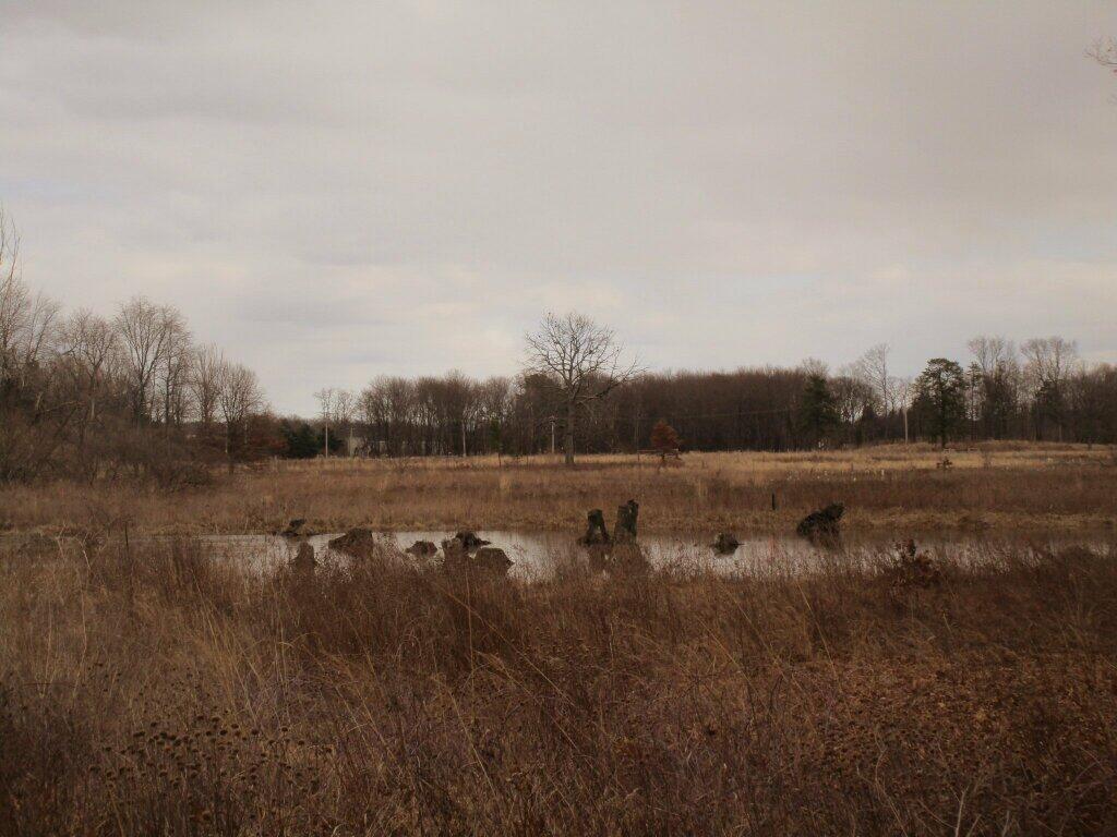 Photo: Man Made Wetlands