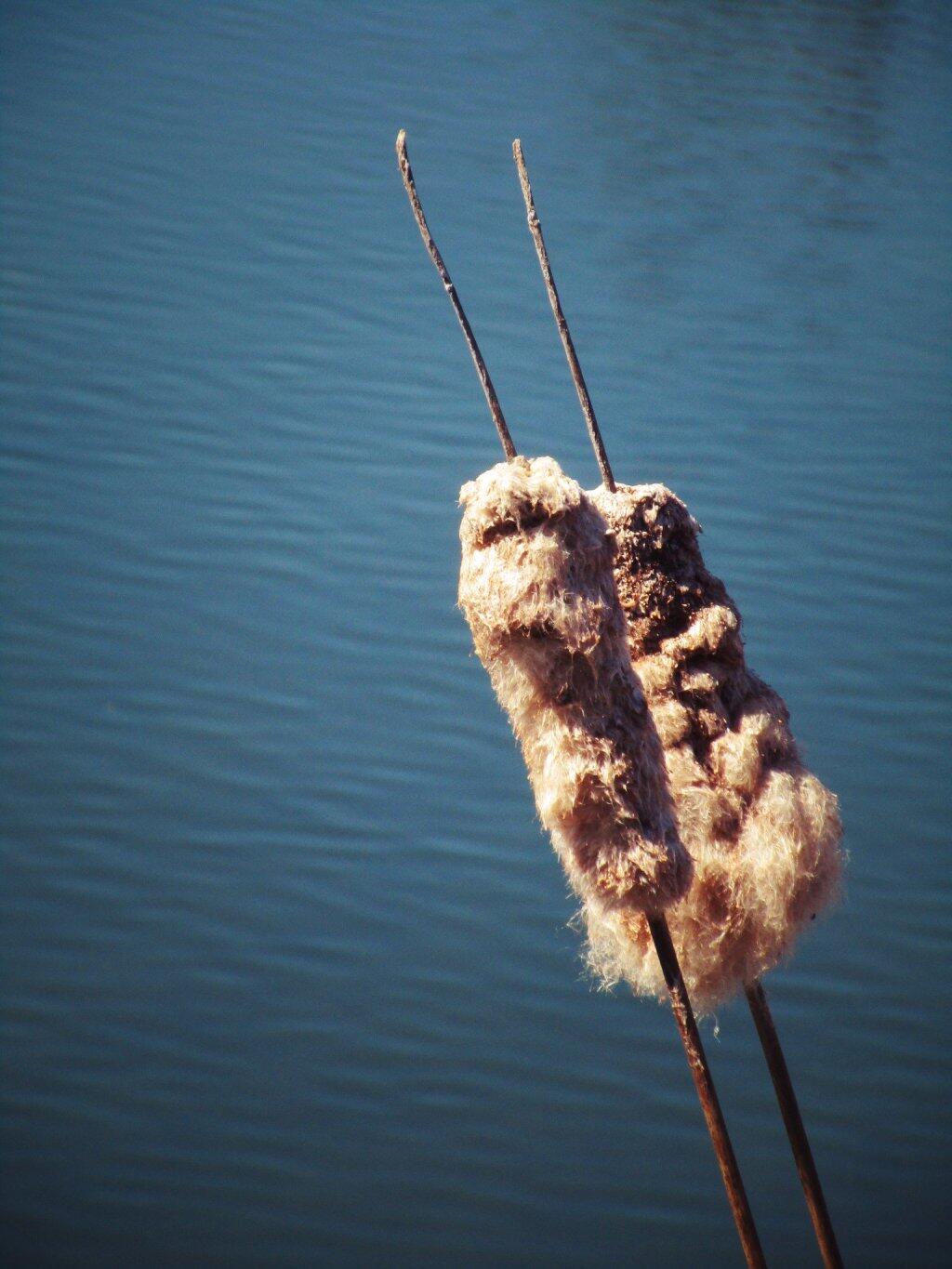 Photo: Cat Tails