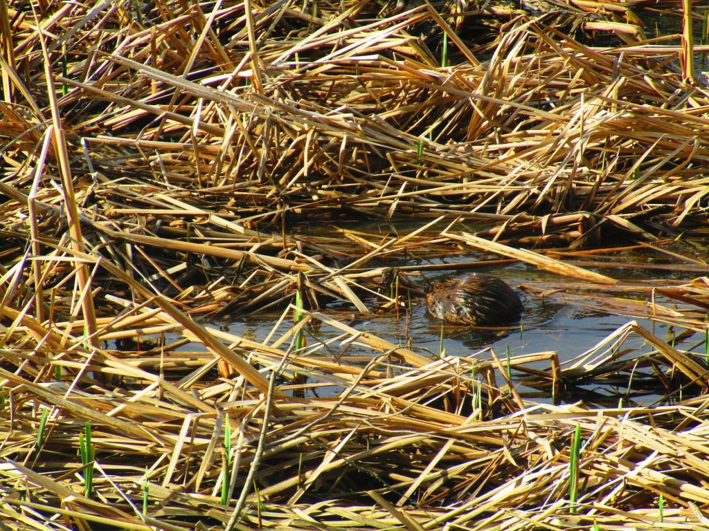 Photo: Muskrat Photo: Muskrat