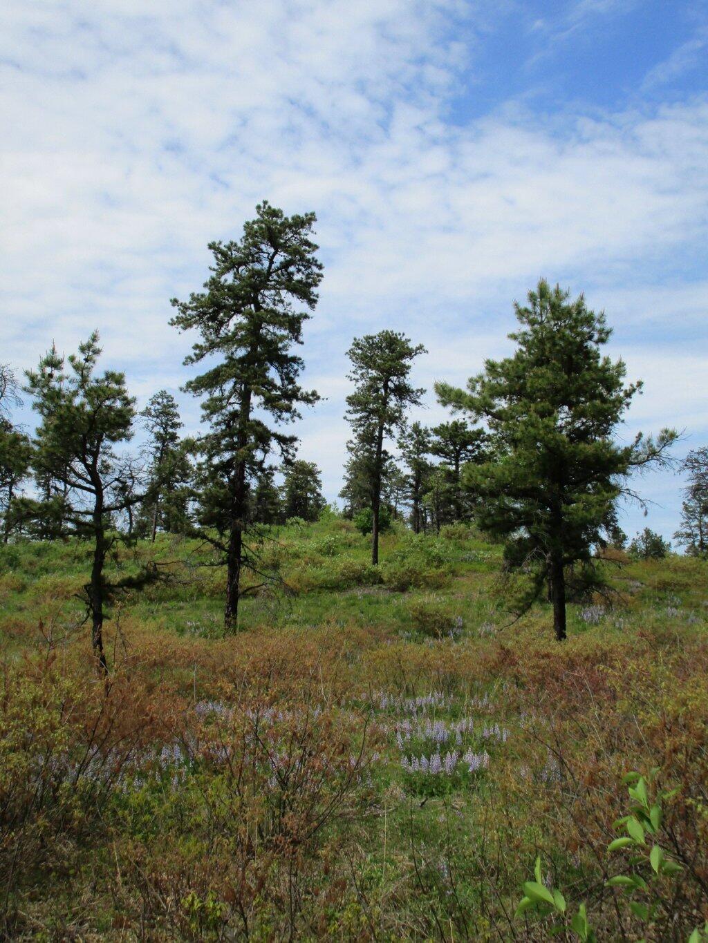 Photo: Lupine Off Of Overlook Dune Photo: Lupine Off Of Overlook Dune
