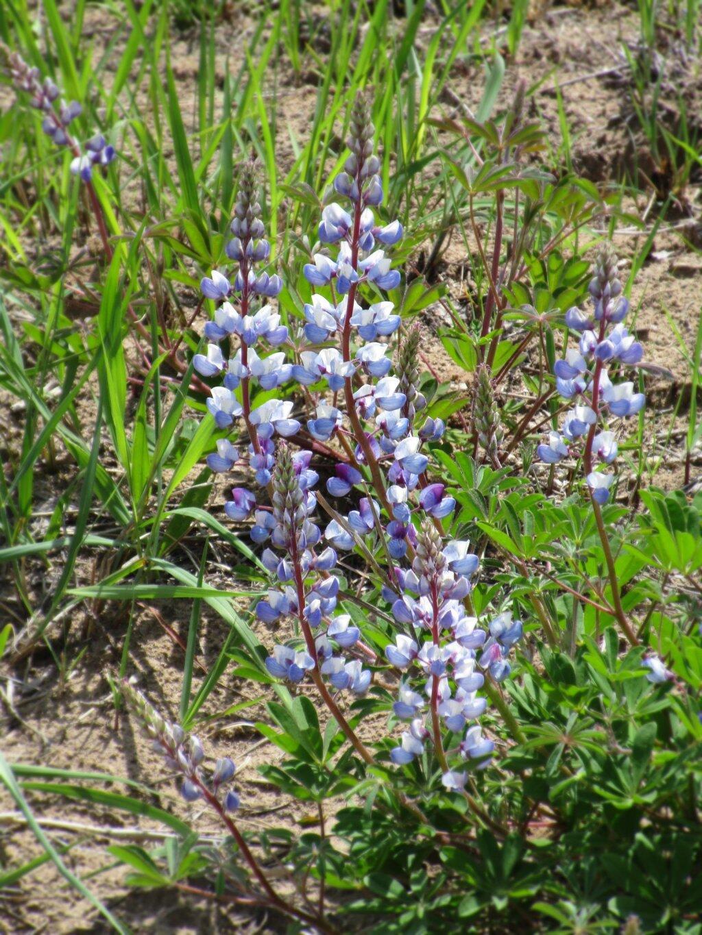 Photo: Lupine Photo: Lupine