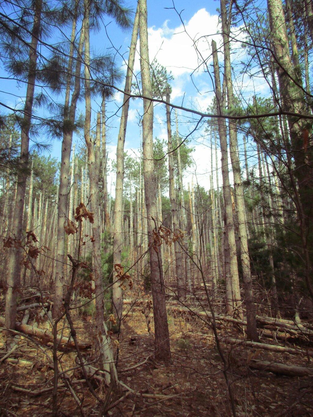 Photo: White Pine Photo: White Pine