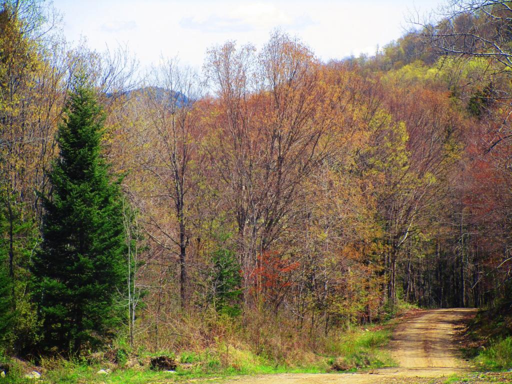 Photo: Exploring Robb Creek Mill Road Photo: Exploring Robb Creek Mill Road