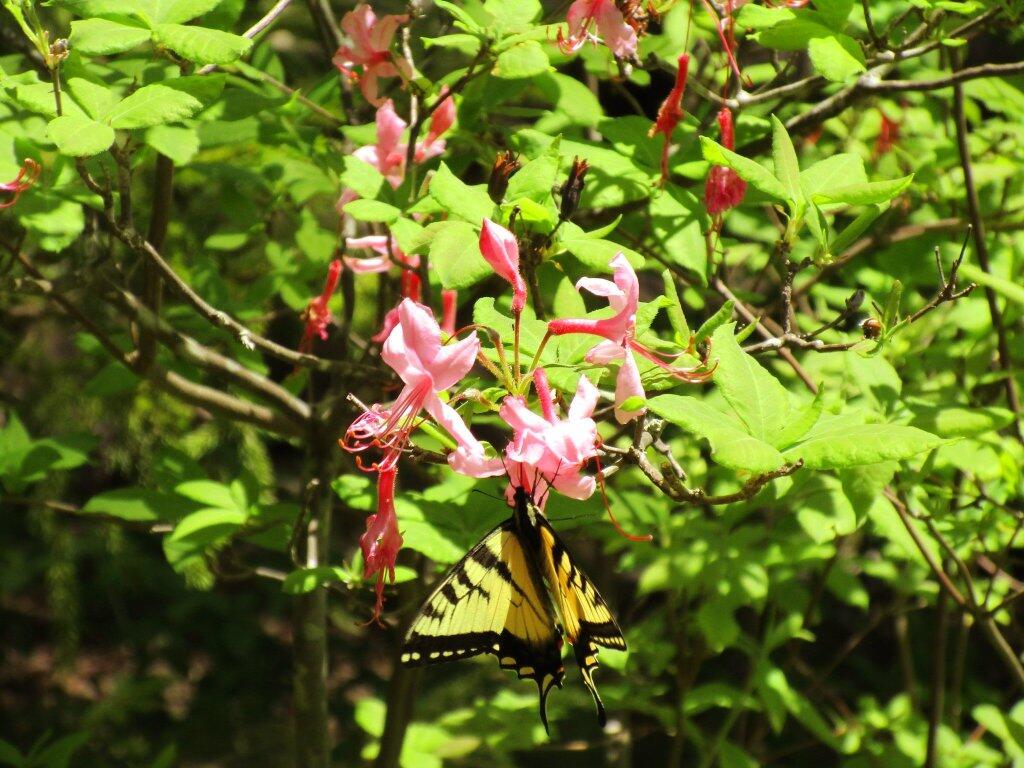 Photo: Butterfly