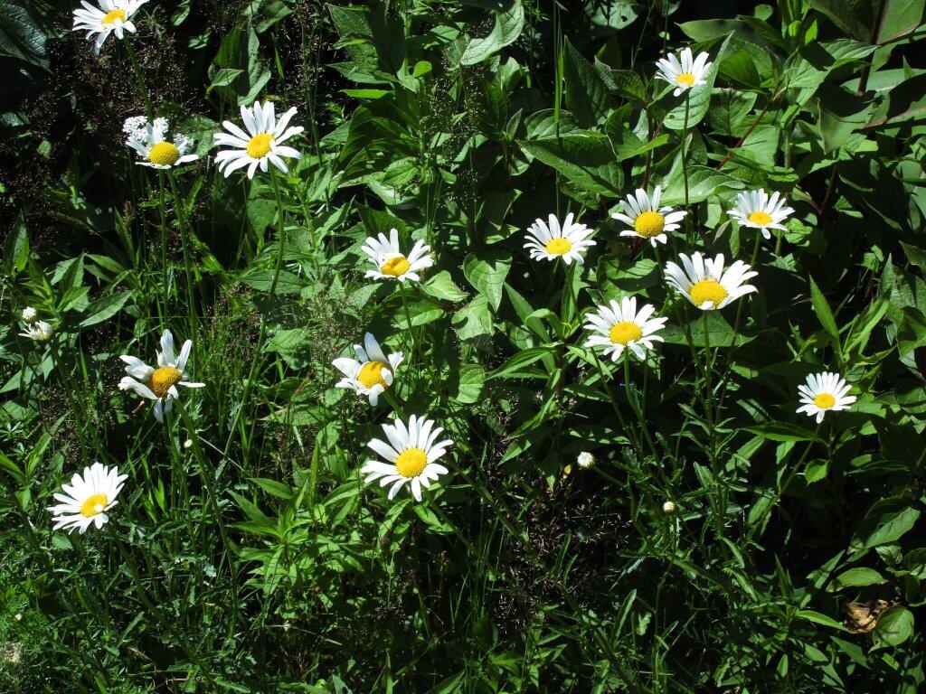 Photo: Daisies Photo: Daisies