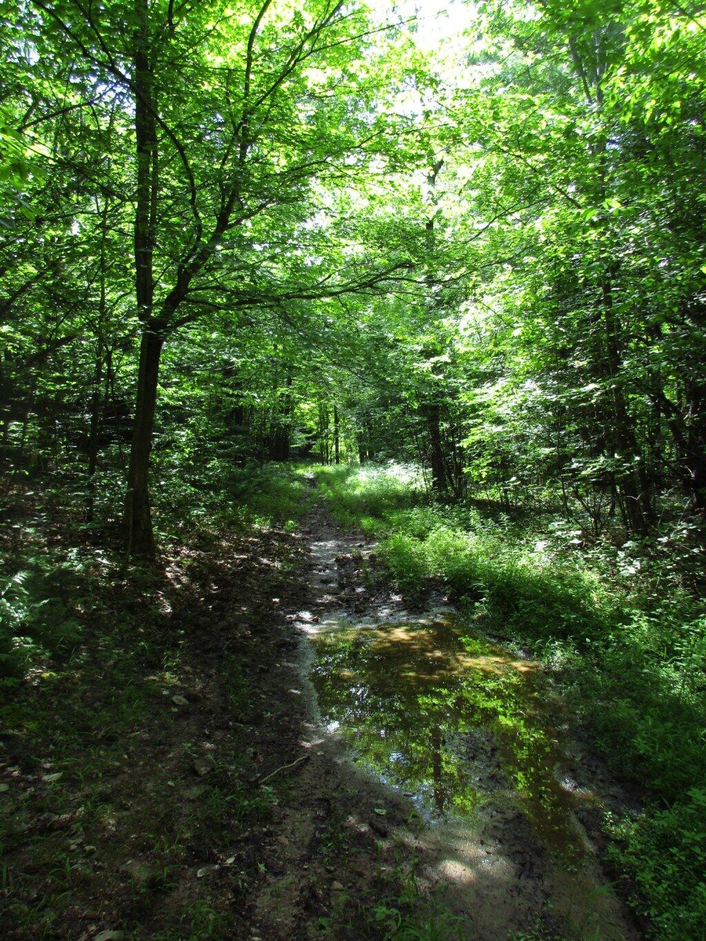 Photo: Muddy Old Woods Road Photo: Muddy Old Woods Road