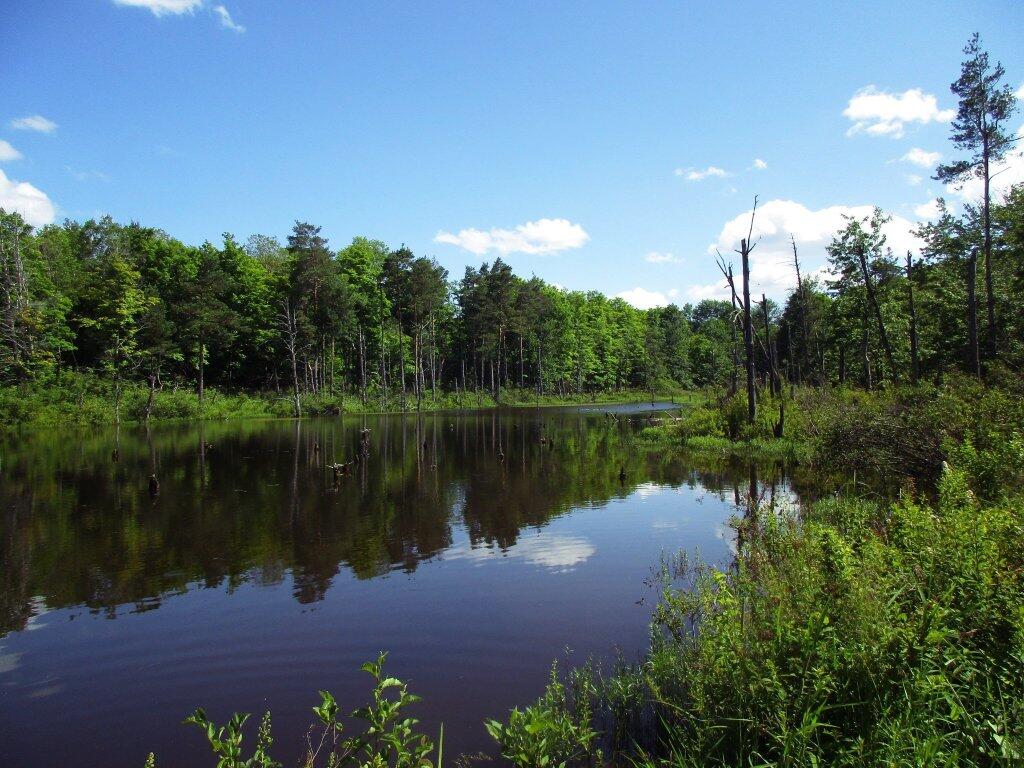 Photo: Pond In Back Photo: Pond In Back