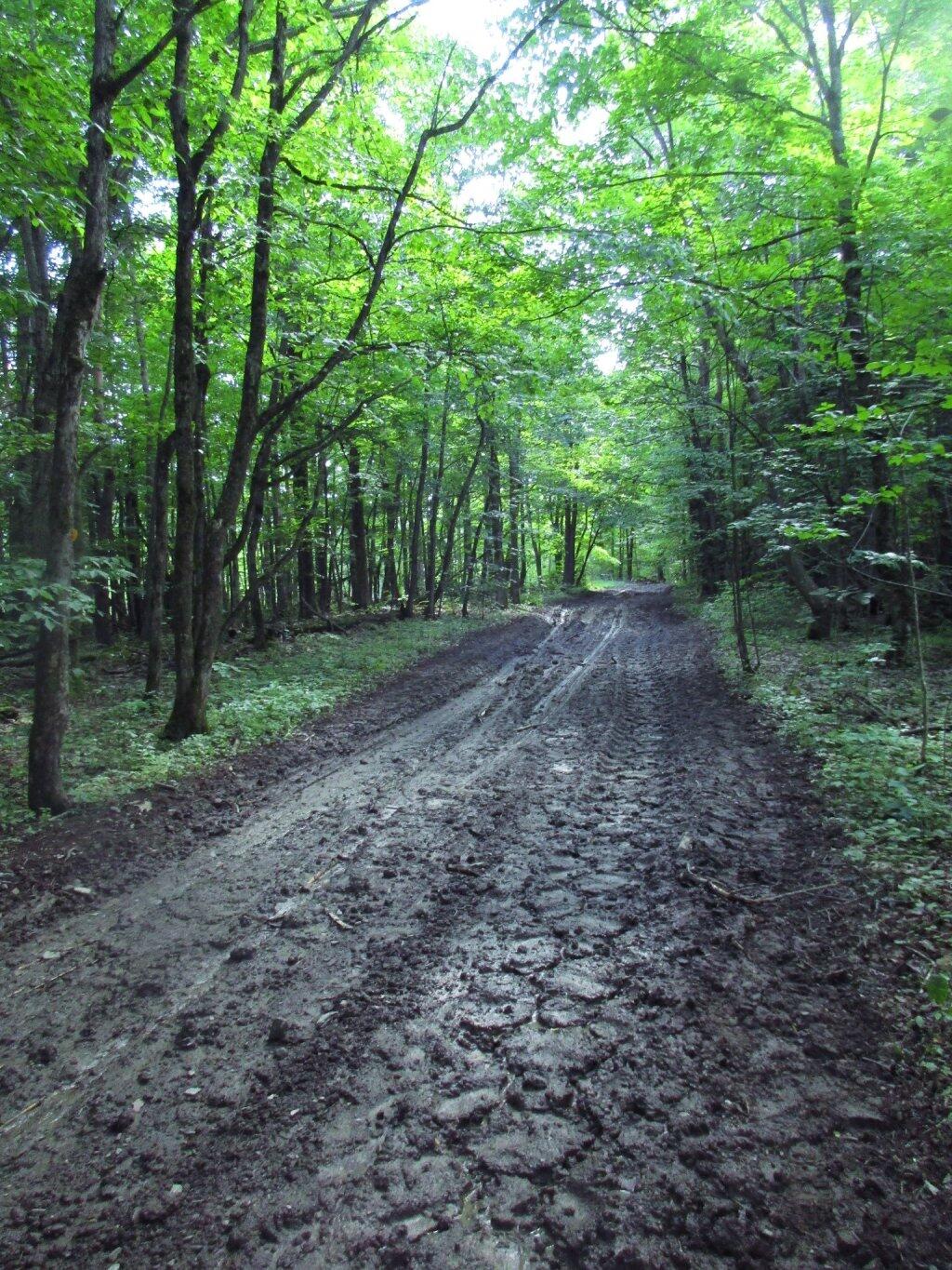 Photo: Skid Road Photo: Skid Road