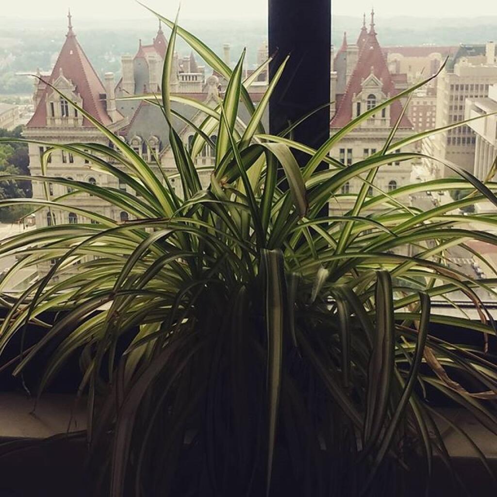 Photo: Spider Plant Photo: Spider Plant