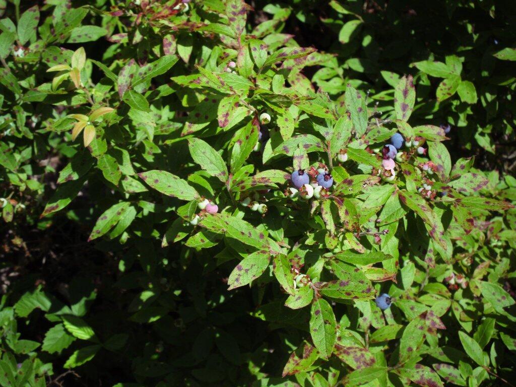 Photo: Blueberries Photo: Blueberries