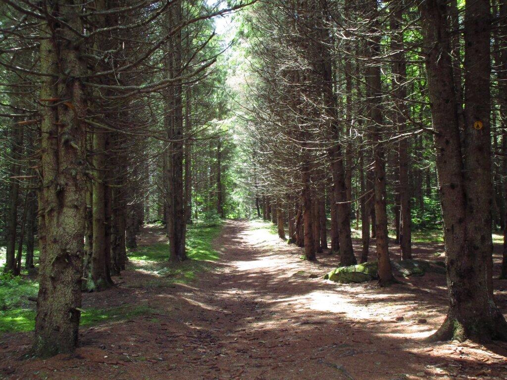 Photo: Camp Along Old Woods Road