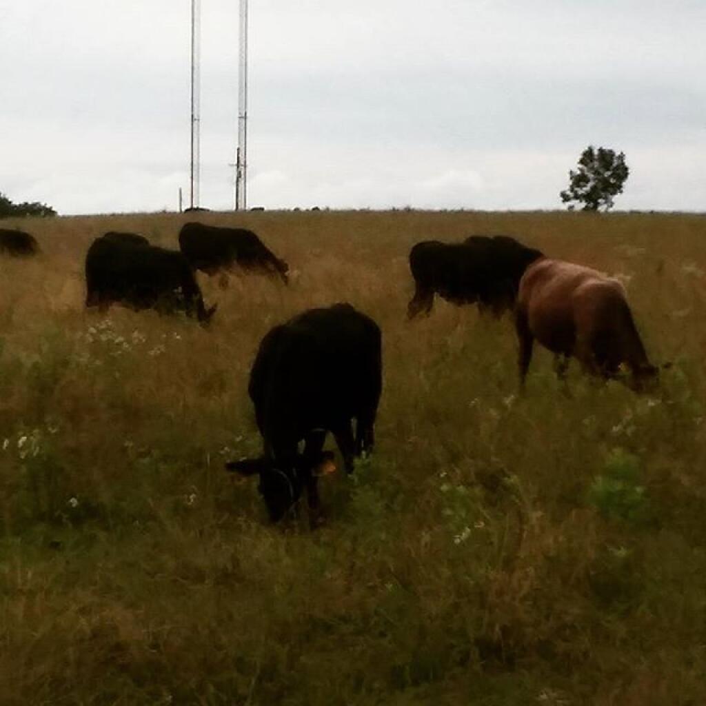Photo: Cows are back