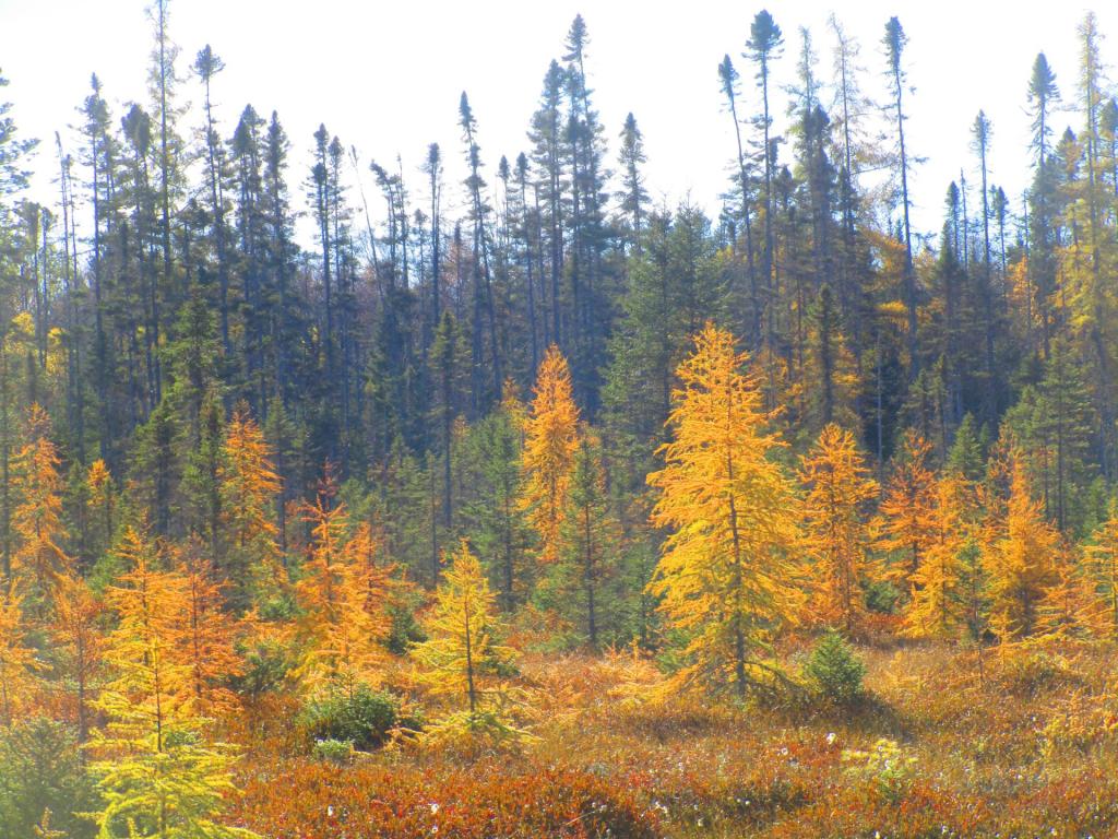 Photo: Tamarack Swamp
