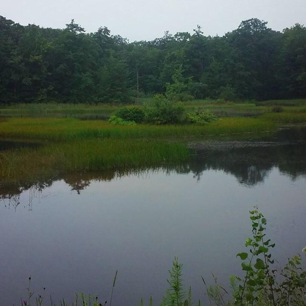 Photo: Potamac Pond in the Rain